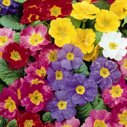 Picture of Polyanthus Pacific Giants