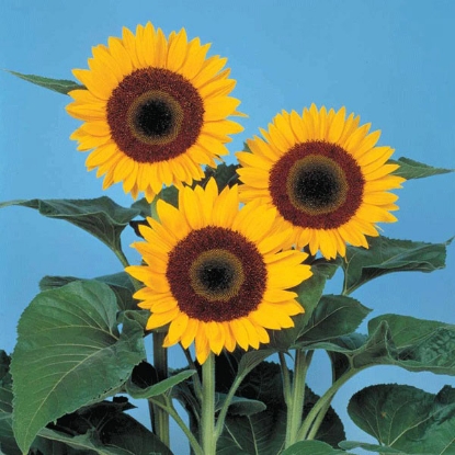 Picture of Sunflower Sunbright F1 Seeds