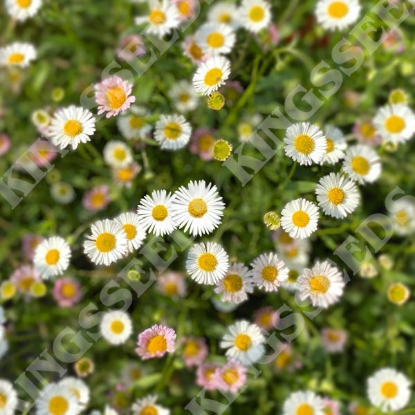 Picture of Erigeron karvinskianus Profusion