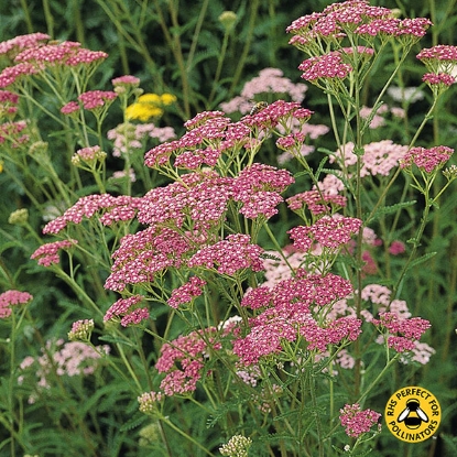 Picture of Achillea Cerise Queen