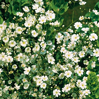 Picture of Gypsophila Paniculata