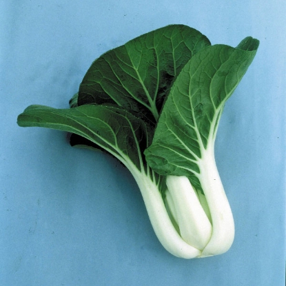 Picture of Pak Choi Joi Choi F1