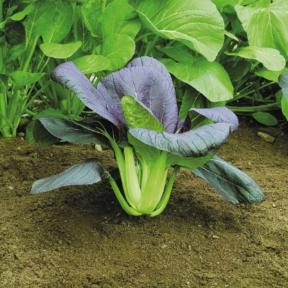 Picture of Pak Choi Red F1