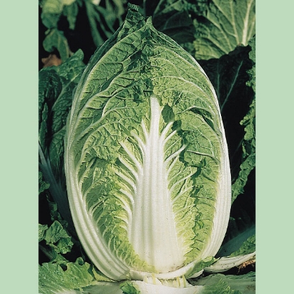 Picture of Chinese Cabbage  Yuki