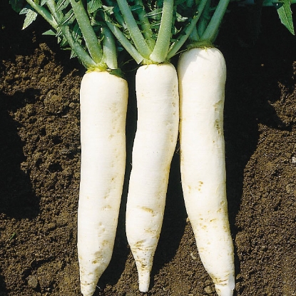 Picture of Radish Mooli