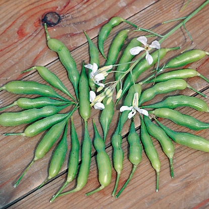 Picture of Radish Munchen Bier