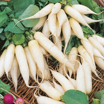 Picture of Radish White Icicle