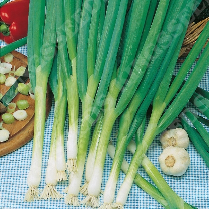 Picture of Onion Long White Ishikura