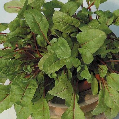 Picture of Leaf Beet Rhubarb Chard Red