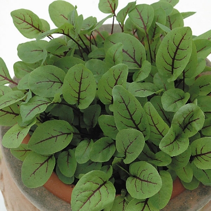 Picture of Sorrel Red Veined