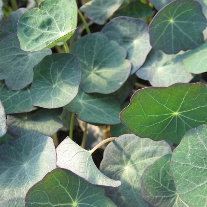 Picture of Nasturtium Blue Pepe