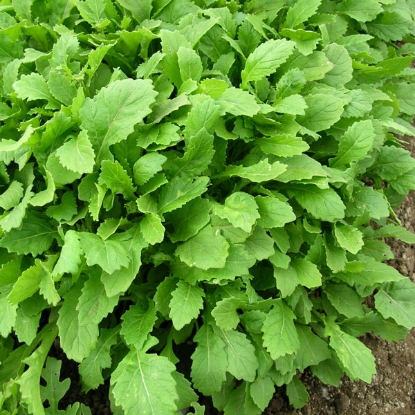 Picture of Rocket Wasabi