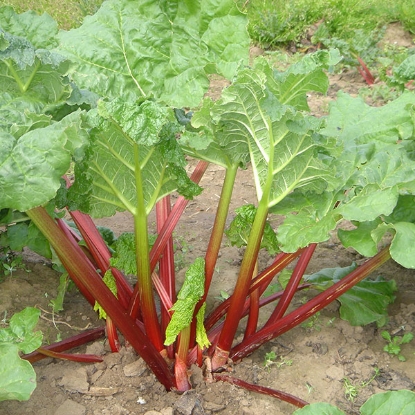 Picture of Rhubarb Timperley Early - 3 Crowns - MARCH 2025 DELIVERY