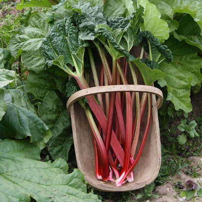 Picture of Rhubarb Victoria - 3 Crowns - MARCH 2025 DELIVERY