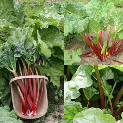 Picture of Rhubarb Mixed Collection - 1 Crown each Timperley, Victoria,Fultons Strawberry Surprise