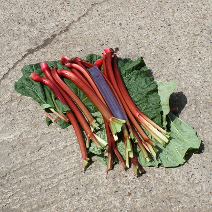 Picture of Rhubarb Fultons Strawberry Surprise 3 Crowns - MARCH 2025 DELIVERY