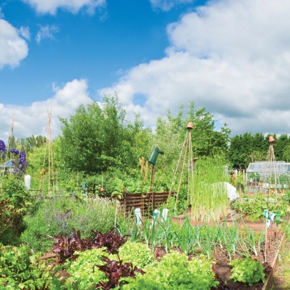 Picture of Allotment Collection