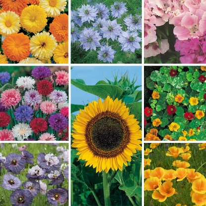 Picture of Easy To Sow & Grow Annuals Collection