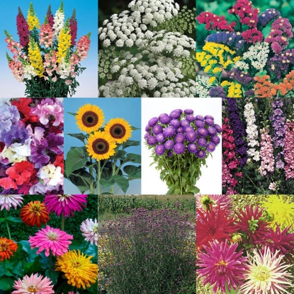 Picture of Flower Cutting Collection