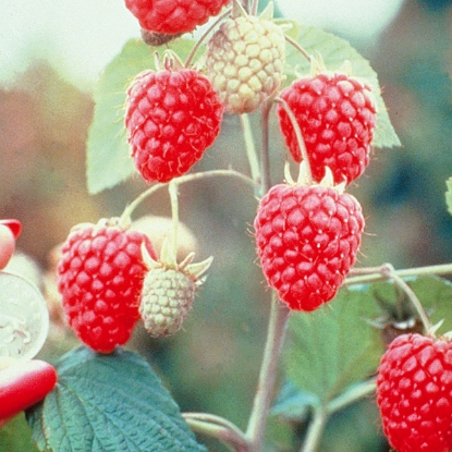 Picture of Raspberries Glen Ample AGM - Mid Season 12 Canes - MARCH 2025 DELIVERY