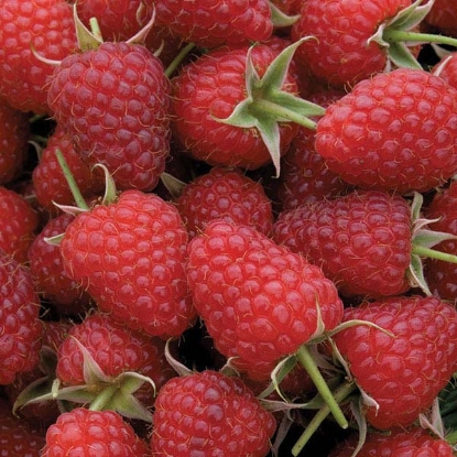 Picture of Raspberries Polka Primocane - Autumn Fruiting 12 Canes - NOVEMBER 2024 DELIVERY