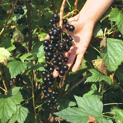 Picture of Black Currants Ben Connan AGM - 1 Bush - MARCH 2025 DELIVERY