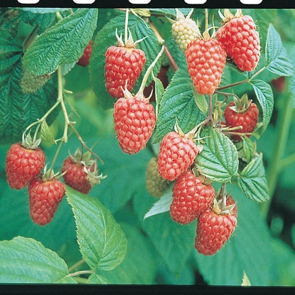 Picture of Raspberries Tulameen Pearl - 12 Canes - MARCH 2025 DELIVERY