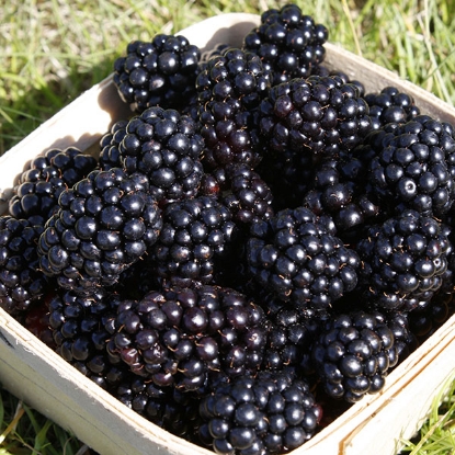 Picture of Blackberries Loch Ness - 2 Litre Potted Bush - MARCH 2025 DELIVERY