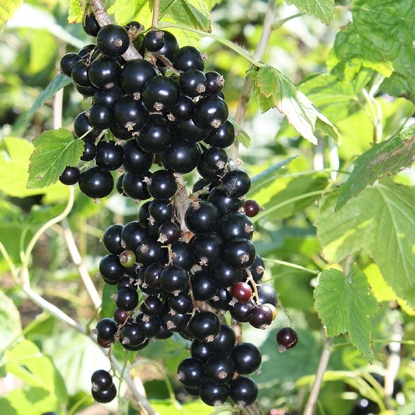 Picture of Black Currants Ebony - 1 Bush - MARCH 2025 DELIVERY