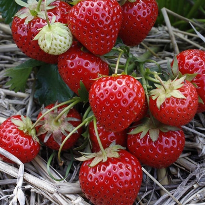 Picture of Strawberries Elegance - 12 plants - MARCH 2025 DELIVERY