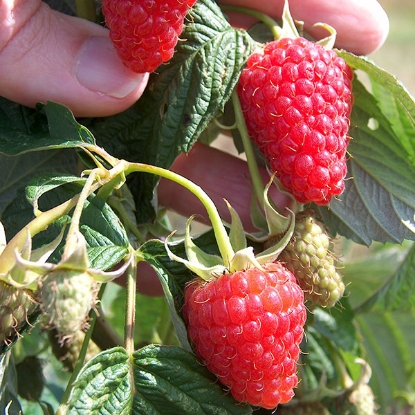 Picture of Raspberries Autumn Treasure - 12 Canes - MARCH 2025 DELIVERY.