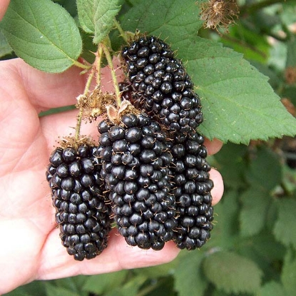 Picture of Blackberry Karaka Black - 3L Potted Bush - MARCH 2025 DELIVERY