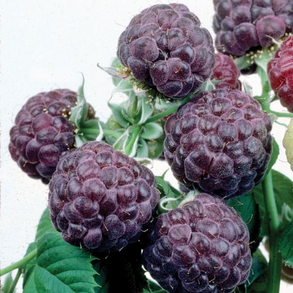 Picture of Raspberries Glen Coe - 1 x 2litre pot - MARCH 2025 DELIVERY