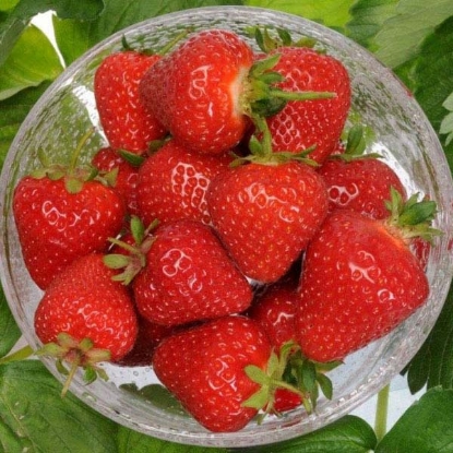 Picture of Strawberries Malling Centenary - Main Season 12 Plants - MARCH 2025 DELIVERY