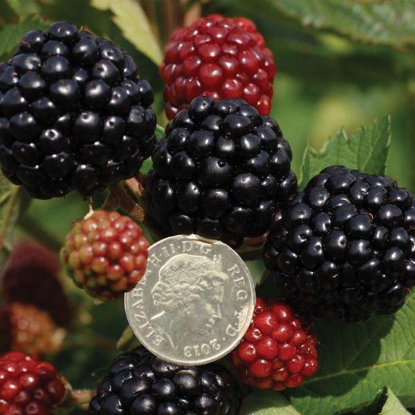 Picture of Blackberry Asterina 2 Litre Potted Bush - MARCH 2025 DELIVERY