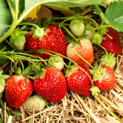 Picture of Strawberries Marshmello - 12 Plants - MARCH 2025 DELIVERY