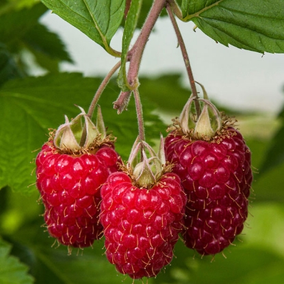 Picture of Raspberries Glen Carron - 6 Canes - MARCH 2025 DELIVERY