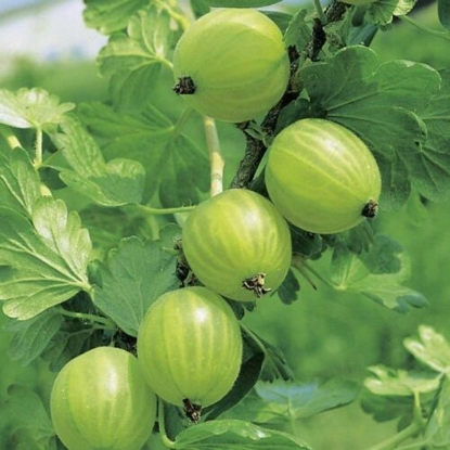 Picture of Gooseberry Mucurines - 1 Bush - MARCH 2025 DELIVERY