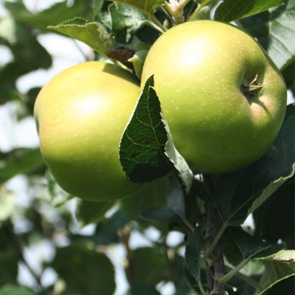 Picture of DIRECT SALE - Fruit Trees - Apple Bramley Seedling Tree