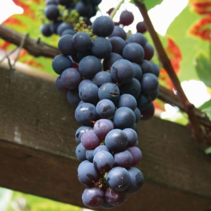 Picture of DIRECT SALE - Grape Vine Boskoop Glory.