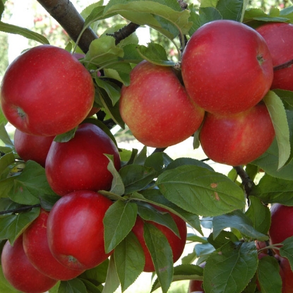 Picture of DIRECT SALE - Fruit Trees - Apple Red Windsor