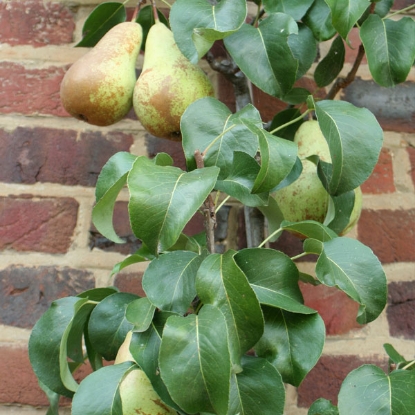 Picture of DIRECT SALE - Pear Concorde Fruit Tree - NOVEMBER DELIVERY