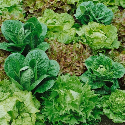 Picture of Lettuce Mixed Leaves 12 Plants - JUNE DELIVERY