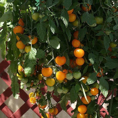 Picture of Tomato Tumbling Tom Yellow 3 Plants - JUNE DELIVERY