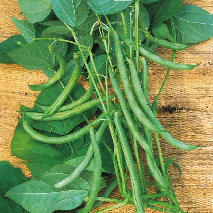 Picture of Climbing French Bean Blue Lake - 12 Plants JUNE DELIVERY