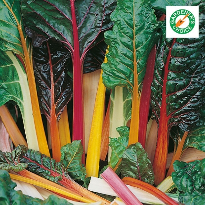 Picture of Chard Rainbow - 12 Plants - JULY DELIVERY