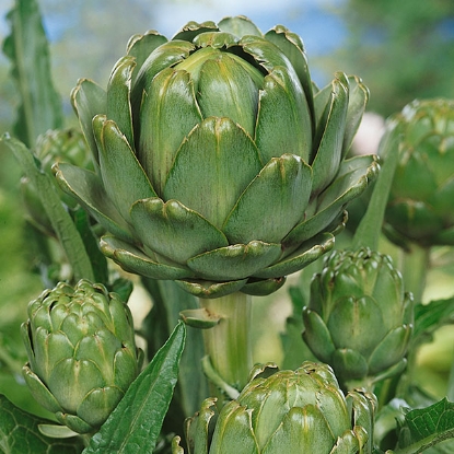 Picture of Artichoke  Green Globe Plants - 3 x 9cm pot - JULY DELIVERY