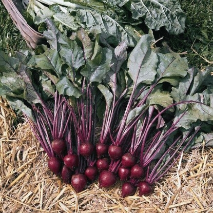 Picture of Beetroot Pablo F1 - 12 plants - JUNE DELIVERY