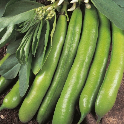 Picture of Broad Bean Dreadnought - 12 plants - JUNE DELIVERY