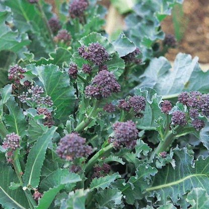 Picture of Broccoli Sprouting Purple - 12 plants - JULY DELIVERY